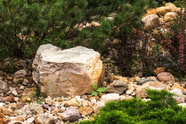 Dekoratif bir alp kaydırağı parçası, peyzaj tasarımı - kozalaklı kayalık, kozalaklı alp otları ve çalılar, taşlar ve büyük çakıl taşları