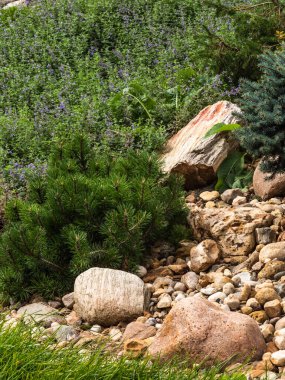 Dekoratif bir alp kaydırağı parçası, peyzaj tasarımı - kozalaklı kayalık, kozalaklı alp otları ve çalılar, taşlar ve büyük çakıl taşları