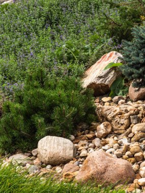 Fragment of a decorative alpine slide, landscape design - rockery with conifers, alpine herbs and shrubs, stones and large pebbles