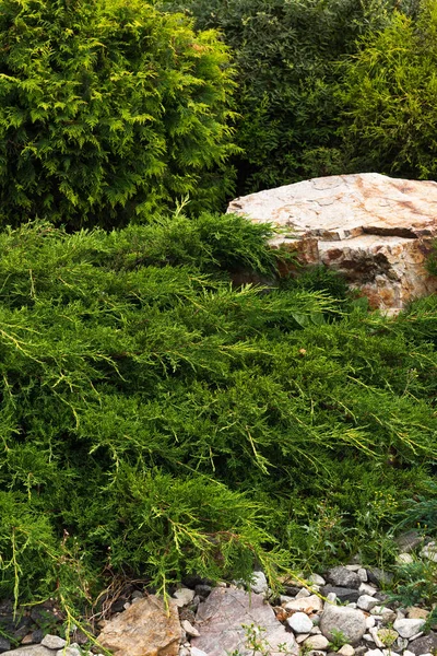 Landschapsontwerp Rotstuin Met Naaldbomen Stenen Kiezelstenen — Stockfoto