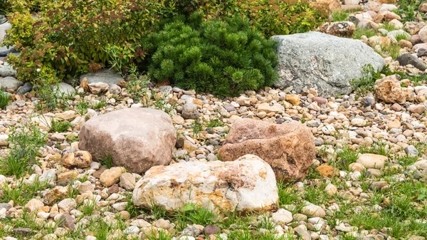 Dekoratif bir alp kaydırağı parçası, peyzaj tasarımı - kozalaklı kayalık, kozalaklı alp otları ve çalılar, taşlar ve büyük çakıl taşları