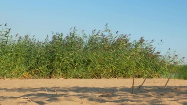 Las Cañas Balancean Viento Orilla Arenosa Bahía Día Soleado — Vídeos de Stock