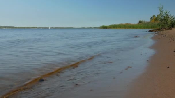 Sandstrand Mit Schilf Und Büschen Einem Warmen Sonnigen Tag — Stockvideo