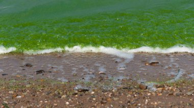 Küçük su dalgaları, küçük yosunlardan yeşil, küçük çakıl taşlarıyla kumlu sahilde yuvarlanıyor - ısınmanın çevresel sorunları