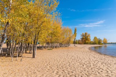 Koyun kumlu kıyısı açık bir sonbahar gününde - deniz ya da nehirde sarı yapraklı ağaçlar, deniz manzarası, nehir manzarası