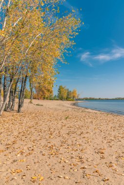 Koyun kumlu kıyısı açık bir sonbahar gününde - deniz ya da nehirde sarı yapraklı ağaçlar, deniz manzarası, nehir manzarası