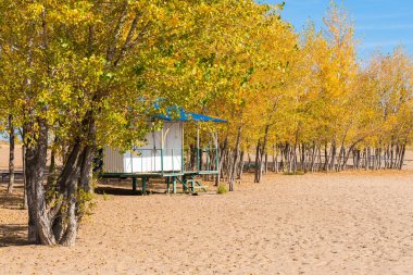 Sonbaharda kumsaldaki boş kumsalda, sarı yapraklı ağaçların arasında.