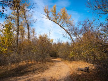 Güzel sonbahar manzarası. Büyük bir ağacın gövdesi. Sarı yapraklar bir orman yolu üzerinde eğilmiş.