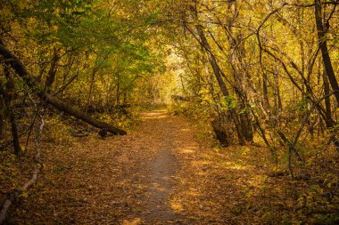 Sonbahar ormanında, ağaçların arasında güneş tarafından aydınlatılan sarı yapraklarla yol.