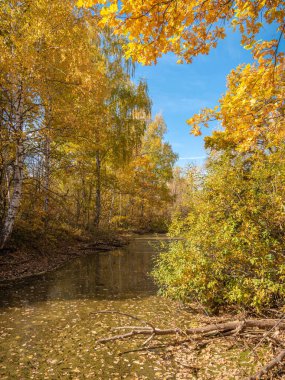 Güzel sonbahar manzarası. Kıyılarında ağaçlar ve sularda altın yapraklar olan orman gölü.