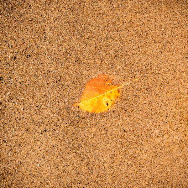 Autumn Yellow Orange Leaf Sandy Bottom River Sea — Stock Photo, Image