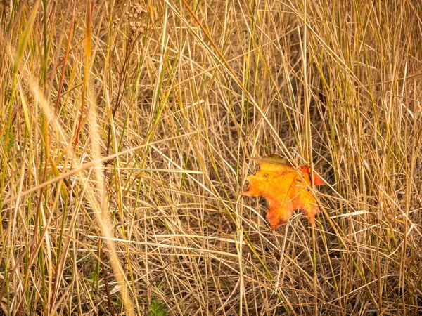 Herbst Orange Trockenes Ahornblatt Trockenen Gras Schöner Herbsthintergrund — Stockfoto