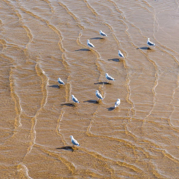 Manada Gaviotas Orilla Del Mar Playa Arena Poco Profunda — Foto de Stock