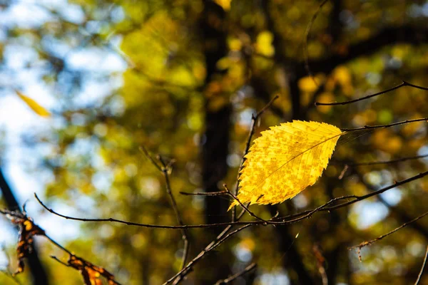 Folha Outono Amarelo Árvore Olmo Ramo Iluminado Pelo Sol Fundo — Fotografia de Stock