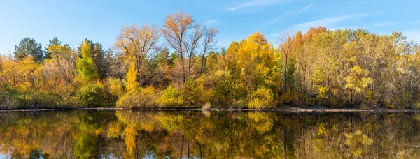 Красивый Осенний Пейзаж Берег Лесного Озера Заросшего Деревьями Осенними Золотыми — стоковое фото