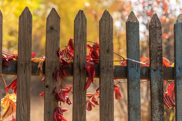 Fondo Rústico Otoño Cerca Madera Con Hojas Hiedra Roja Cerca —  Fotos de Stock