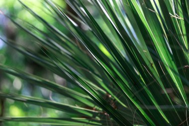 ormanda yeşil palmiye ağacı yaprağı