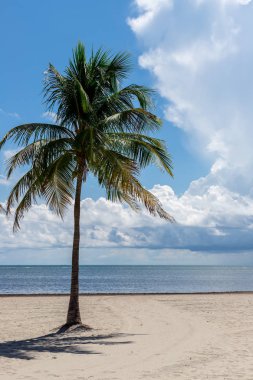 okyanus kıyısında kayın palmiye ağacı