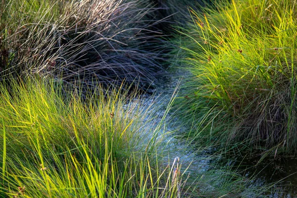 Groene Gras Struiken Een Moeras — Stockfoto