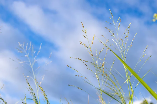 Herbe Verte Sur Fond Ciel — Photo