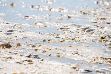 Kumsalda deniz kabukları