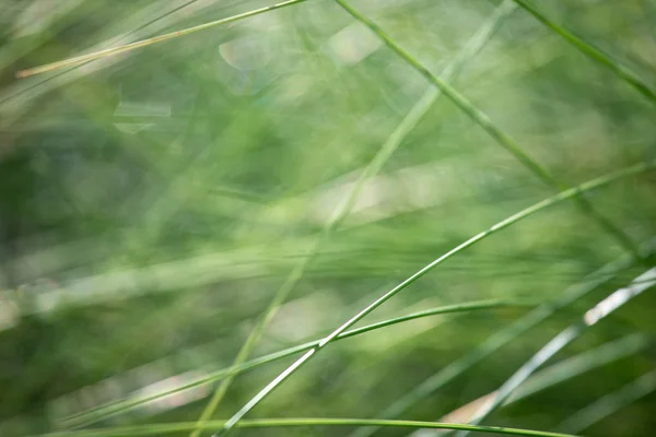 Closeup Çim Kesiciler — Stok fotoğraf