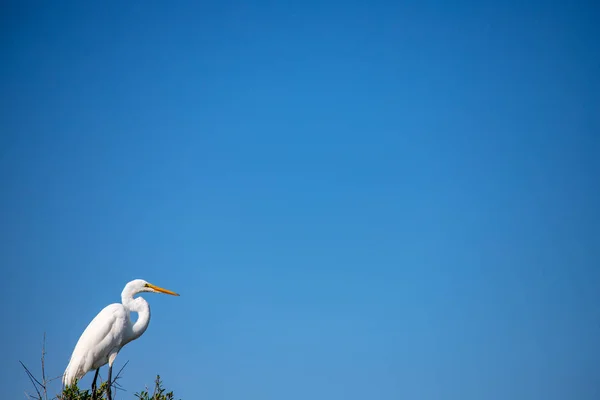 天空背景上的白鹭 — 图库照片