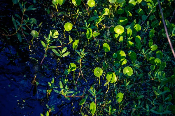 Abstrakte Pflanzen Auf Wasserhintergrund — Stockfoto