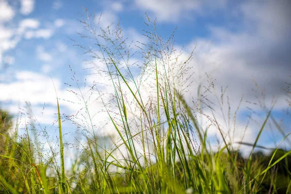 Herbe Verte Ciel Bleu — Photo