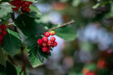 çalı üzerinde kırmızı frenk üzümü meyveleri