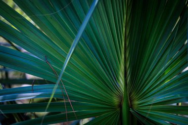 ormanda palmiye ağacı yaprağı