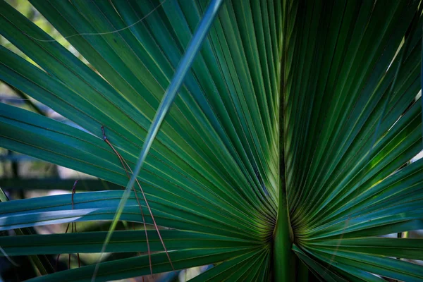 palm tree leaf in the forest