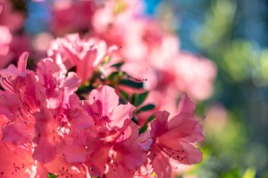 Bahçedeki pembe çiçekler