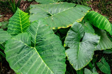 tropikal ormanda yeşil yapraklar