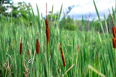 Yeşil çimenlerin üzerinde mavi bir arka plan