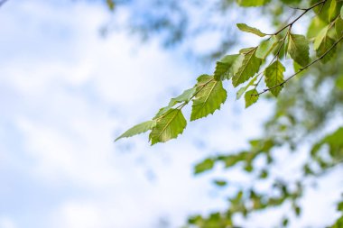 Mavi gökyüzünde yeşil yapraklar