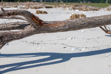 Sahilde dalgalanıyordu.