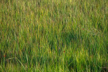 alan yeşil taze çimen