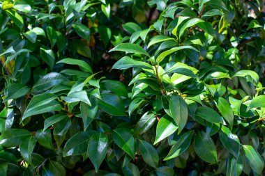 orman arka planda yeşil yapraklar