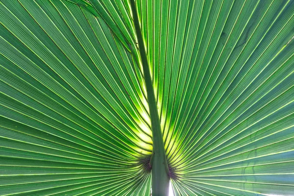 Blatt Der Palme — Stockfoto