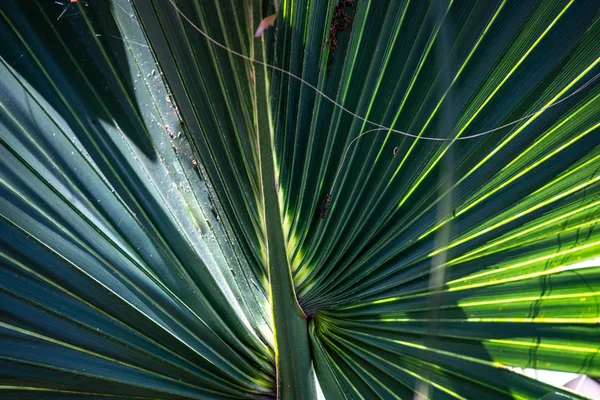 Folha Palmeira Verde — Fotografia de Stock