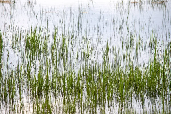 Gras Het Water — Stockfoto