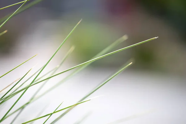 Soyut Yeşil Doğa Arkaplanı — Stok fotoğraf