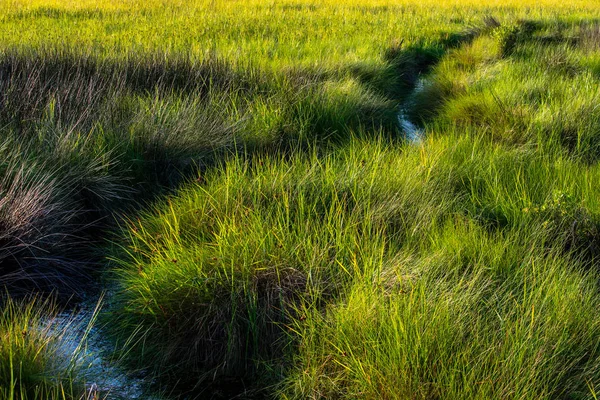 Поле Зеленої Свіжої Трави — стокове фото