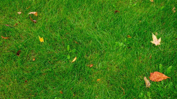 Оранжево-желтый лист лежит на зеленой траве — стоковое фото