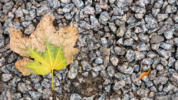 One leave fell on the gravel road — Stock Photo, Image