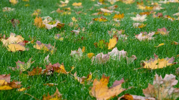 Pomarańczowo-żółty liść w kroplach rosy leży na zielonej trawie — Zdjęcie stockowe