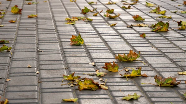 Close-up autumn red leaves lie on the pavement — Stock Photo, Image