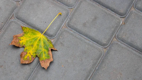 One Leave Fell Pavement — Stock Photo, Image