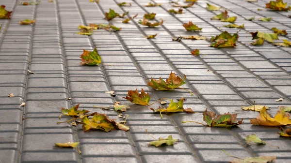 Close Autumn Red Leaves Lie Pavement — Stock Photo, Image